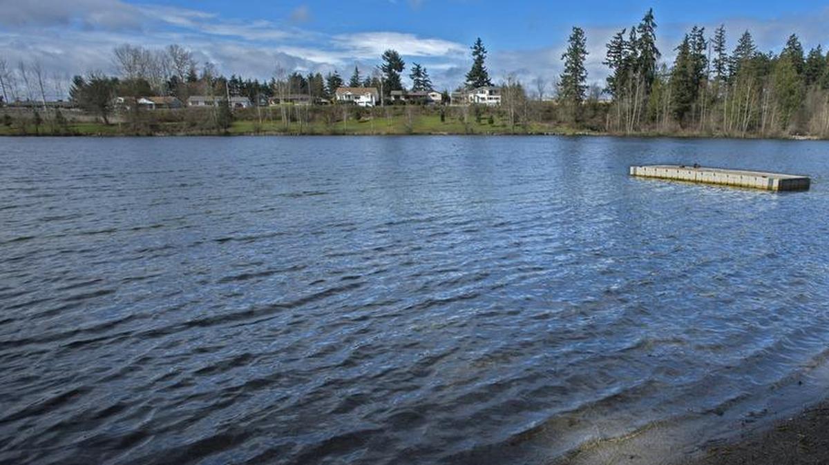 Metro Parks Community and Neighborhood Parks Manager Joey Furuto walks along the water while looking at the water at Wapato Lake in Tacoma on Friday. Metro Park is about to try to kill the algae in the lake with a chemical treatment.