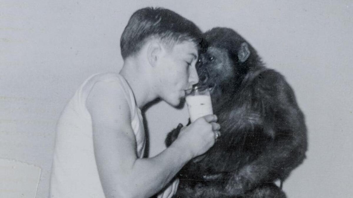 Ivan the gorilla lived with Tacoma family before mall, zoo | Tacoma ...