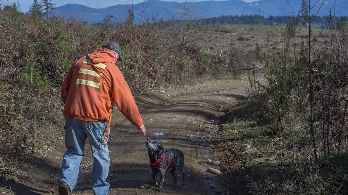 Bonney Lake resident Dan Glover regularly walks his Blue Healer, Bogger, on Plateau 465, a large tract of undeveloped land that is slated for 3,000 homes. Glover said he doesn’t relish the prospect of additional traffic or losing a hiking area. “It’s the only place where I can let her run free,” he said Sunday.
