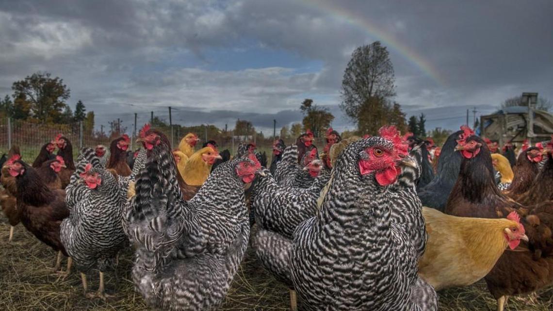 Chickens gather for a morning meal at Mark and Katie Green's Wild Hare Organic Farm on River Road in Puyallup on Thursday, Nov. 2, 2017. Health officials warn backyard farmers not to kiss their fowl, as it could lead to a salmonella infection.
