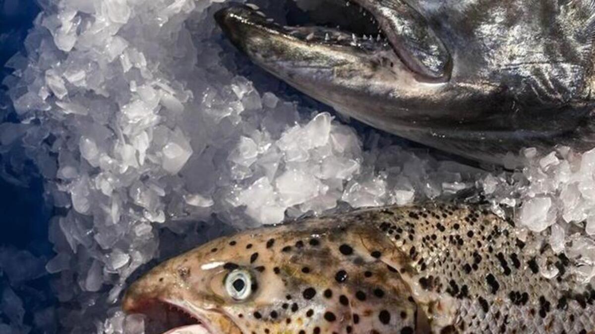 A native chinook salmon, top, and this farmed Atlantic salmon, bottom, show the differences between the native species compared with the farm-raised fish in this photo taken Tuesday, Aug. 22.