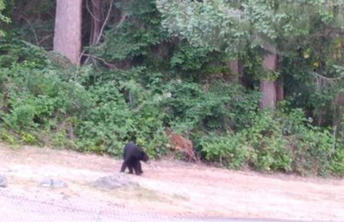 Biologists estimate that there are approximately 20,000 black bears in Washington.&nbsp;