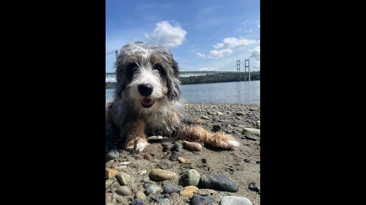 Blue enjoys going on walks and is learning to swim.