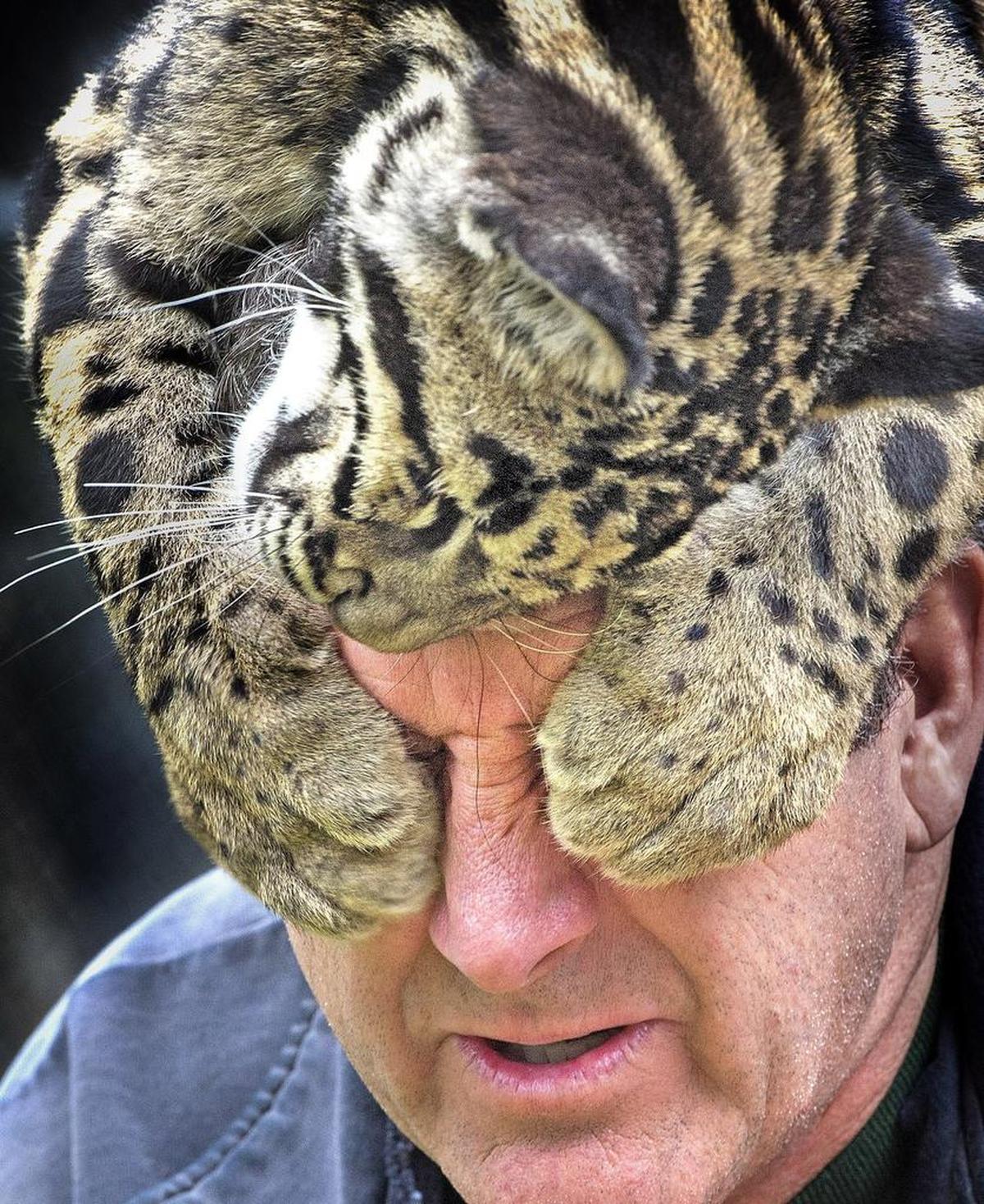 Andy Goldfarb, a former zookeeper at Point Defiance Zoo & Aquarium, plays with a clouded leopard in 2015.