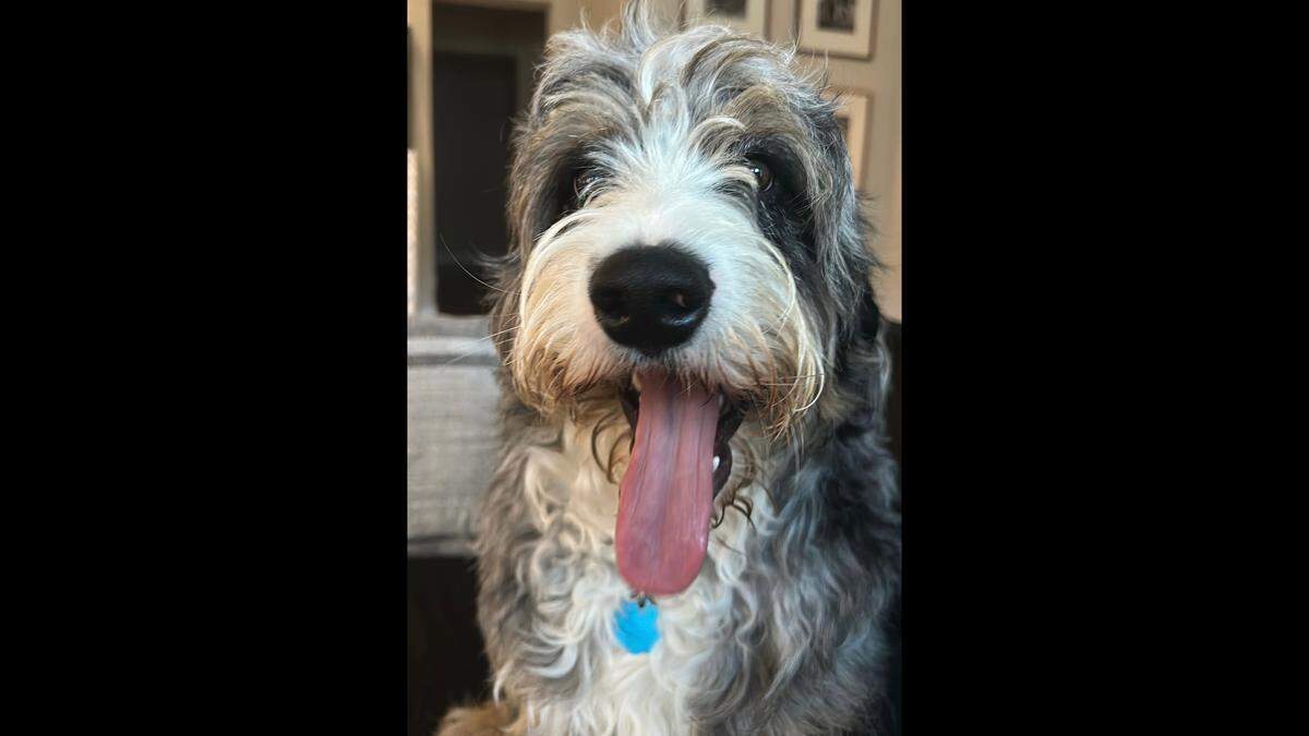 Blue is a Bernedoodle.