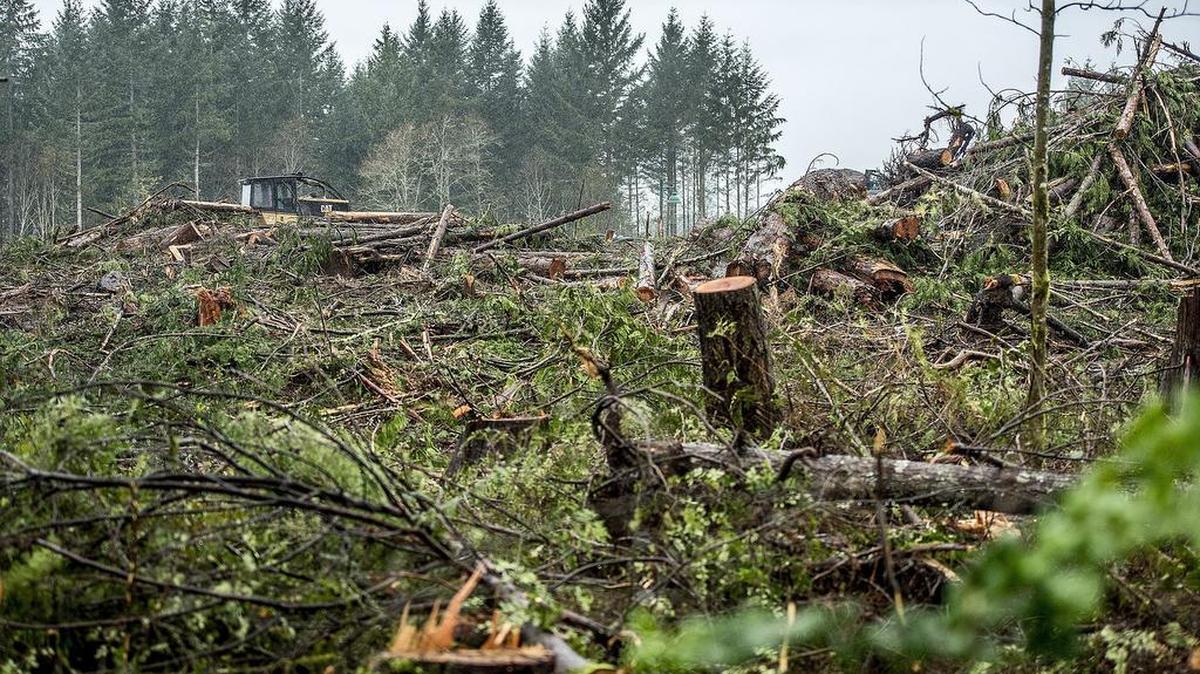 Trees that line Peacock Hill Avenue Northwest were removed as a precaution this week after yet another tree fell from clear-cut property in north Gig Harbor. This photo was taken on Peacock Hill Avenue looking toward Borgen Boulevard Friday March 11, 2016.