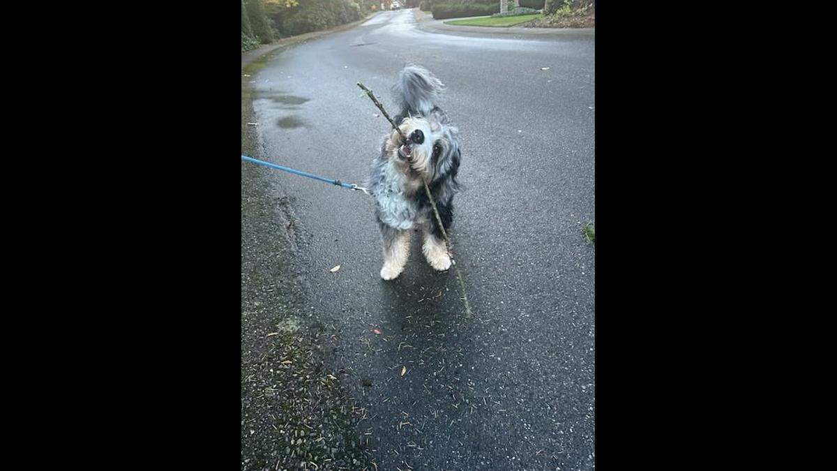 Blue is known to choose sticks bigger than he is during walks.
