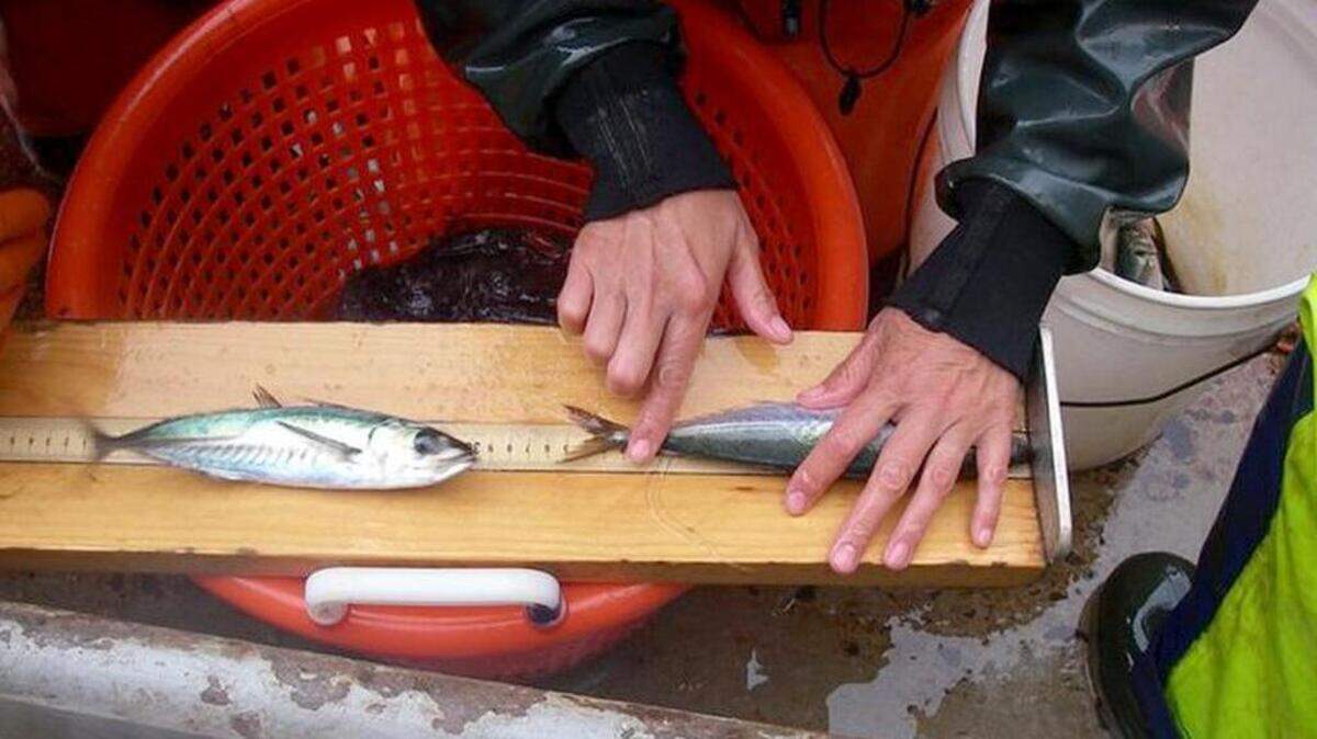 Jack mackerel used to be scarce off the Northwest Coast but are abundant now.