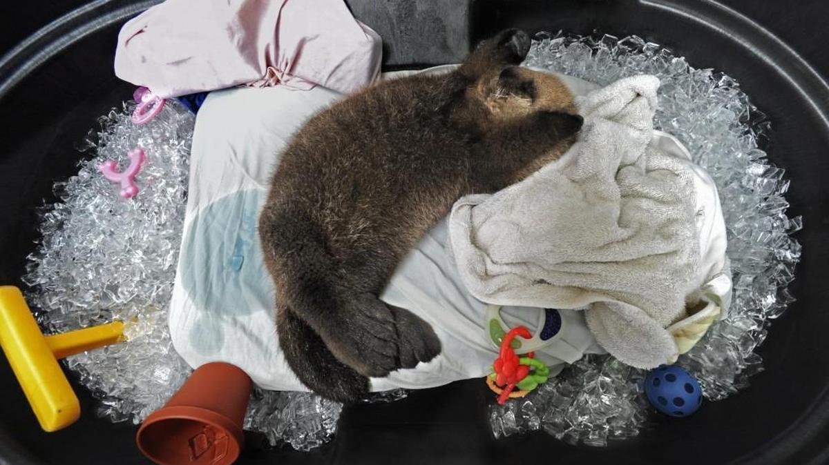 Kaladi, as a pup, sleeps on her back in a tub of ice to help keep her cool during an afternoon nap July 1, 2010, at Point Defiance Zoo & Aquarium in Tacoma. Kaladi died Friday from intestinal torsion, the zoo announced Monday.