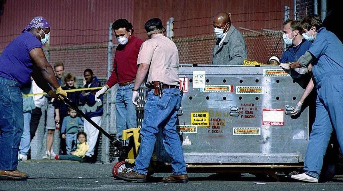 File Photo: A crowd showed up to watch as Ivan, Tacoma’s famous 30 yr. old Western Lowland Gorilla, is wheeled away from the B&I Tuesday 10/11/94 in route to Sea-Tac for a flight to Zoo Atlanta, his new home. Charles Horton, of Zoo Atlanta far right, said that Ivan was comfortable in his ventilated shipping container having made a nest out of wood shavings and his favorite, burlap.