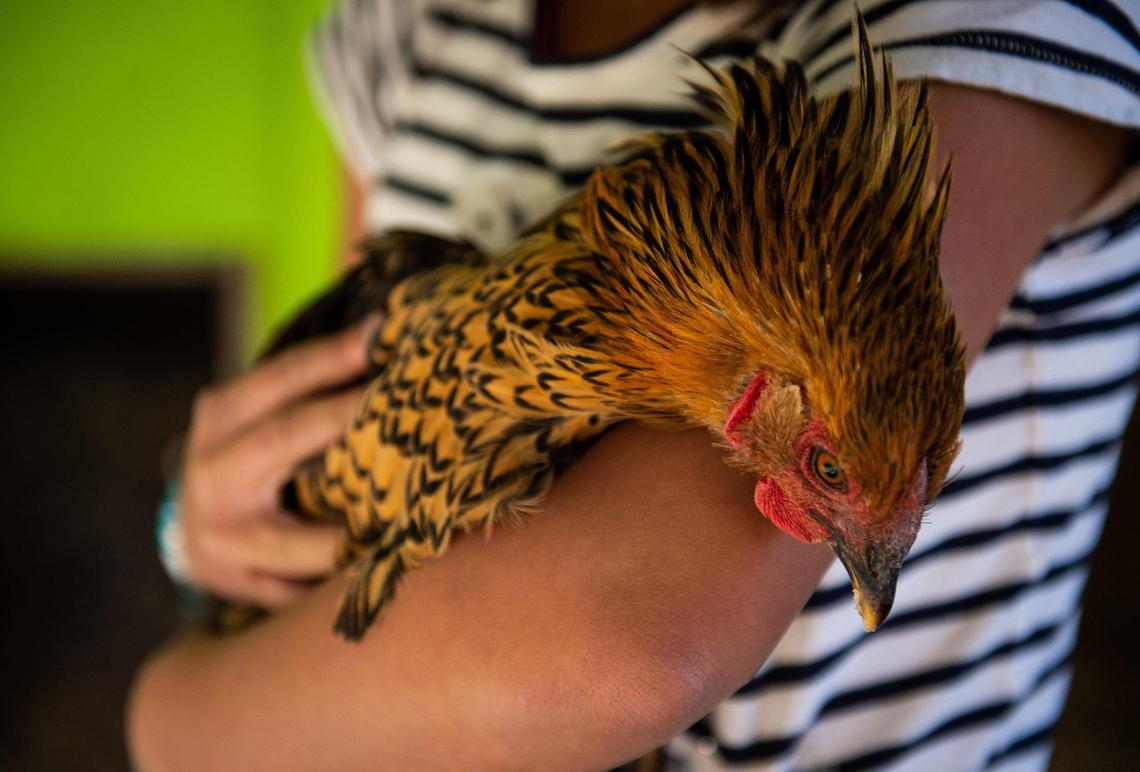 Georgia Garrett, 12, holds Goldie inside her coop at her home in University Place, Wash., on Thursday, June 6, 2019. Garrett lost 16 of her 22 chickens after what her family believes was a coyote attack on the flock.