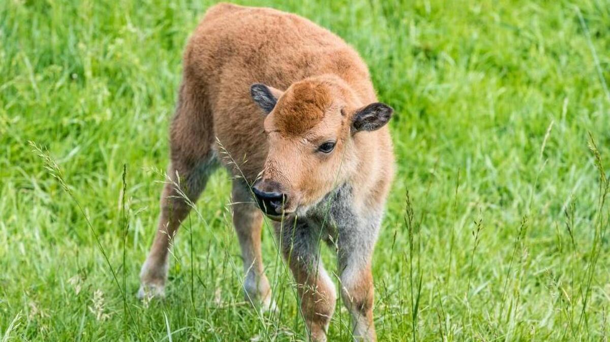 A baby bison