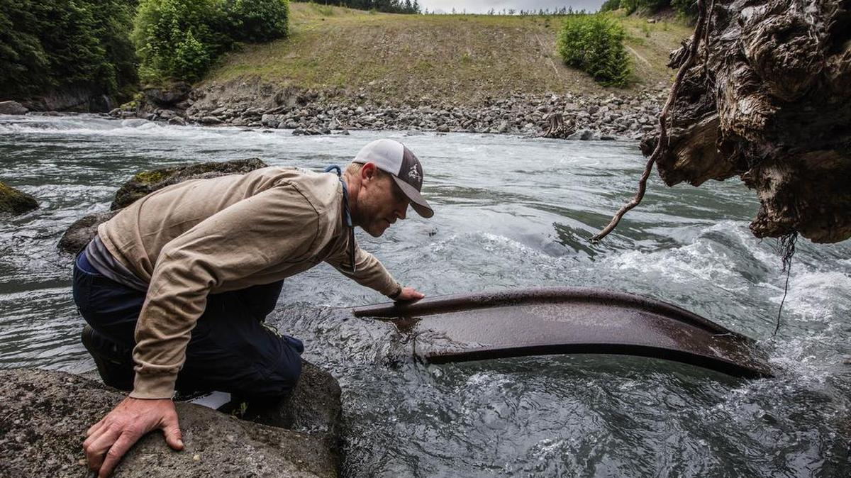 Morgan Colone,l who runs Olympic Raft and Kayak, has had to stop taking clients for rafting trips on the Elwha River because of the dangers of debris left behind after dam removal. Here he is trying to pull up a piece of rusted metal from the Elwha Dam.