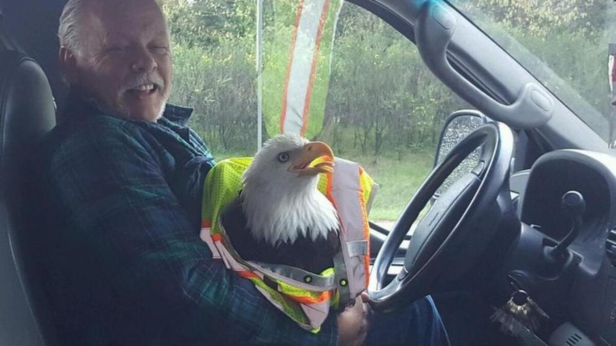 Gary Jorgensen holds a bald eagle that he hit on state Route 16 on Tuesday morning. The eagle later died.
