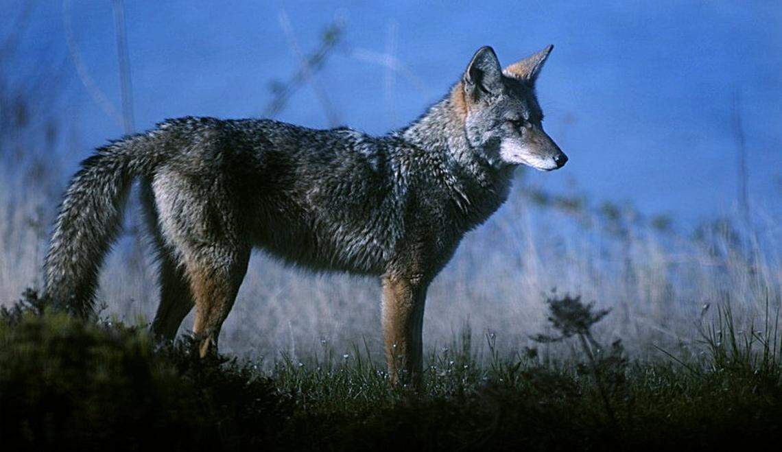 A coyote patrols a grassy bank at Willapa Bay.  