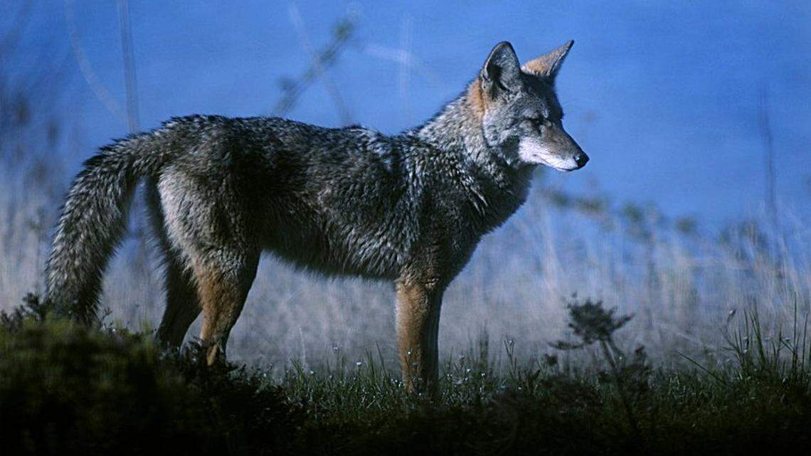 Parasite found in Western WA coyotes puts dogs and humans at risk