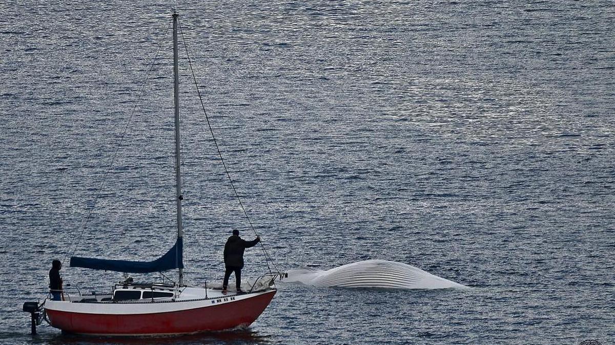 A dead whale is seen on Commencement Bay in Tacoma on Friday.