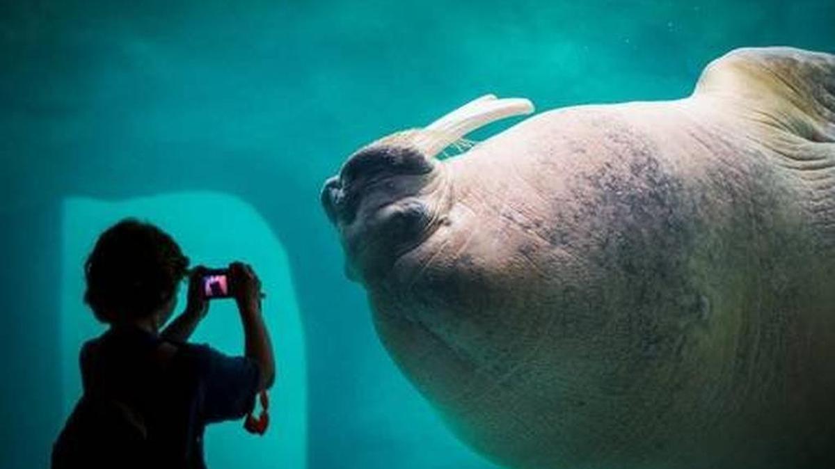 Point Defiance Zoo & Aquarium is saying goodbye to Dozer, a Walrus visiting from Sea World.
