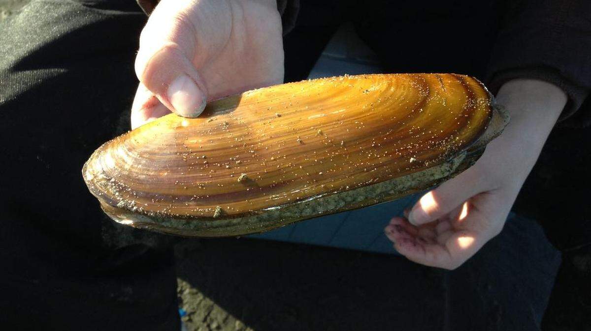 The first razor clam digging of the season is scheduled for Friday and Saturday. First, tests have to show they’re safe from paralytic shellfish poisoning.