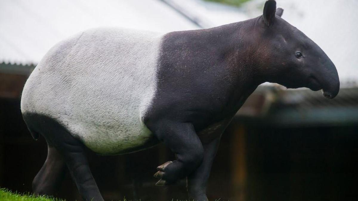 
Baku, a Malayan tapir, can now be seen at Point Defiance Zoo. 
