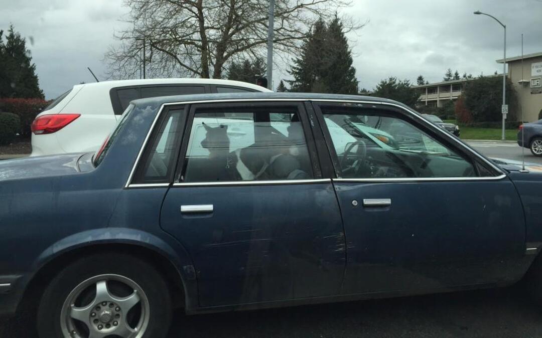 Dogs riding loose in cars, like these seen recently near South 19th and South Union in Tacoma, is not illegal in Washington.