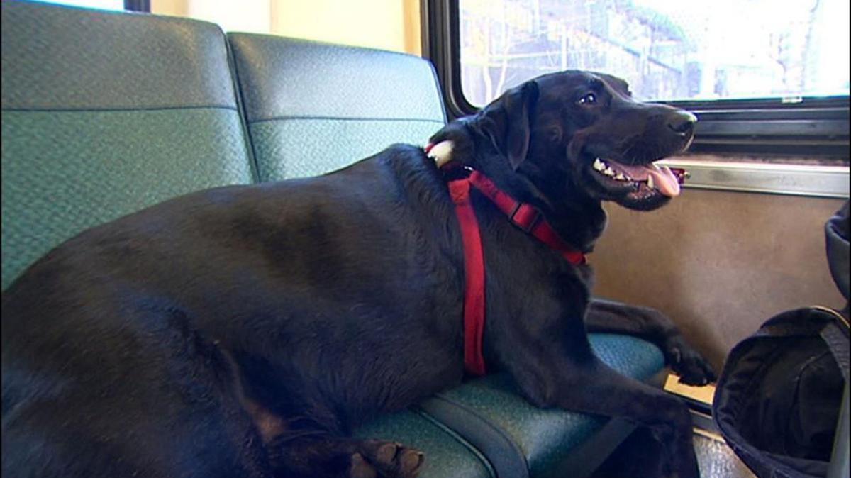 This image provided by KOMO-TV shows Eclipse, a black Labrador. If her owner takes too long finishing his cigarette, and their bus arrives, she climbs aboard solo and rides to her stop, the dog park, to the delight of fellow Seattle bus passengers.