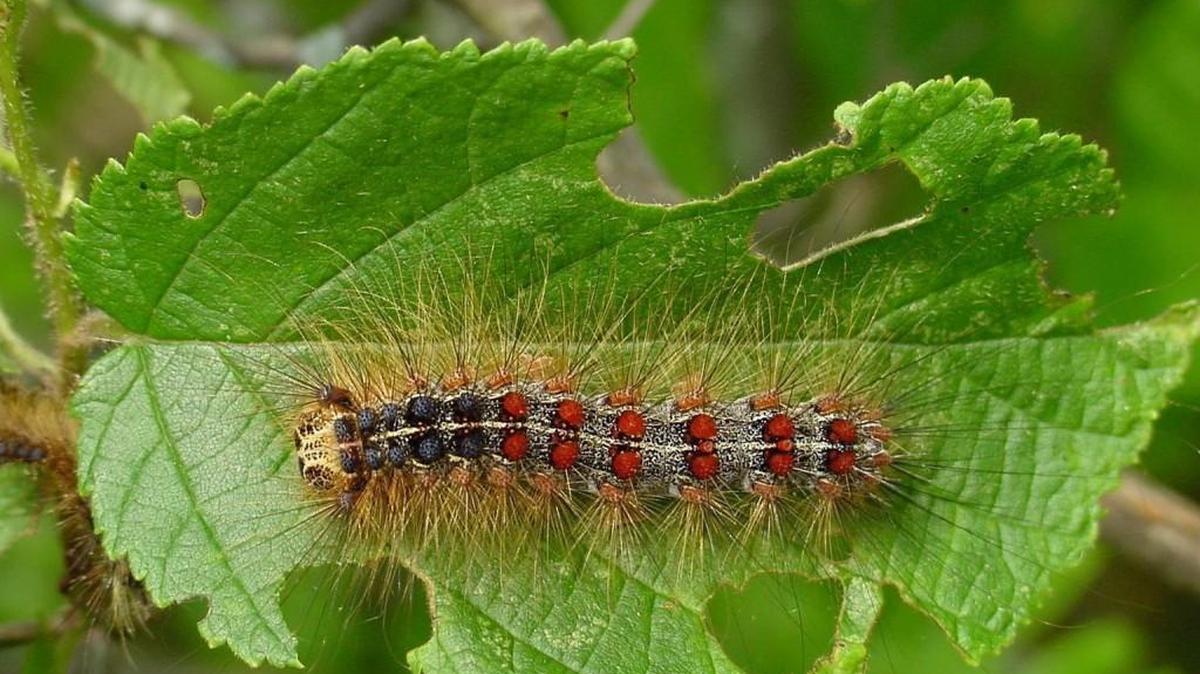The invasive gypsy moth is a vociferous eater during its caterpillar phase.