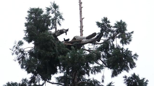 Man spends night in 80-foot tree in downtown Seattle, builds makeshift ...