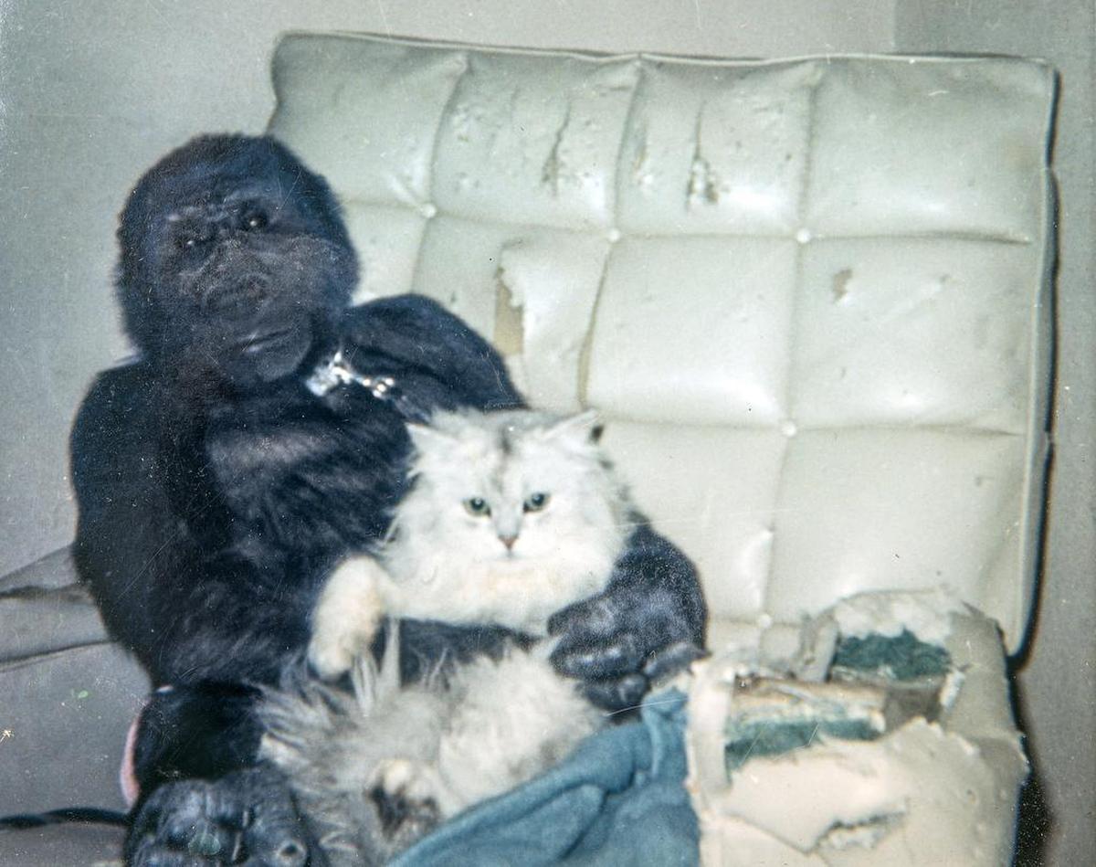 A reluctant cat posed with Ivan the gorilla for a family photo in the home of Ruben and Helen Johnston. Ivan lived with the family for three years before being moved to the B & I.