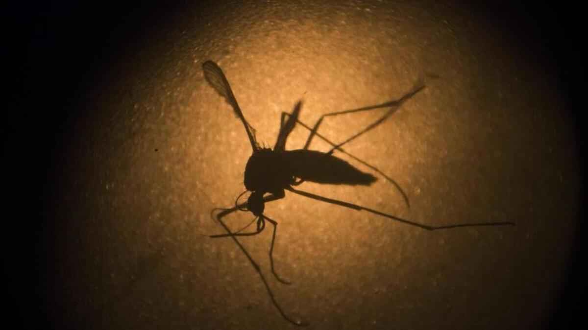 An Aedes aegypti mosquito is photographed through a microscope in January at the Fiocruz institute in Recife, Pernambuco state, Brazil. The mosquito carries the Zika virus currently spreading throughout Latin America. New figures from Brazil's Health Ministry show that the Zika virus outbreak has not caused as many confirmed cases of a rare brain defect as first feared.