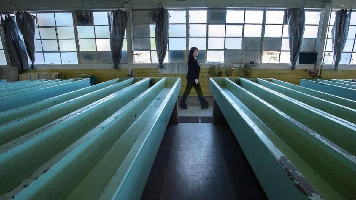 The Washington State Dept. of Fish and Wildlife Hatchery in Puyallup was named the most endangered historic building by the Washington Trust for Historic Preservation earlier this month after Paula Harmes, a lifelong Puyallup resident, successful submited applications for the hatchery to the Washington Heritage Register and the National Register of Historic Places. Harmes said she did it as a way to preserve the historic hatchery and as a community resource and in memory of Jacob Steinle, her son, who was killed in an altercation at Bellevue Square on Valentine's Day 2012.