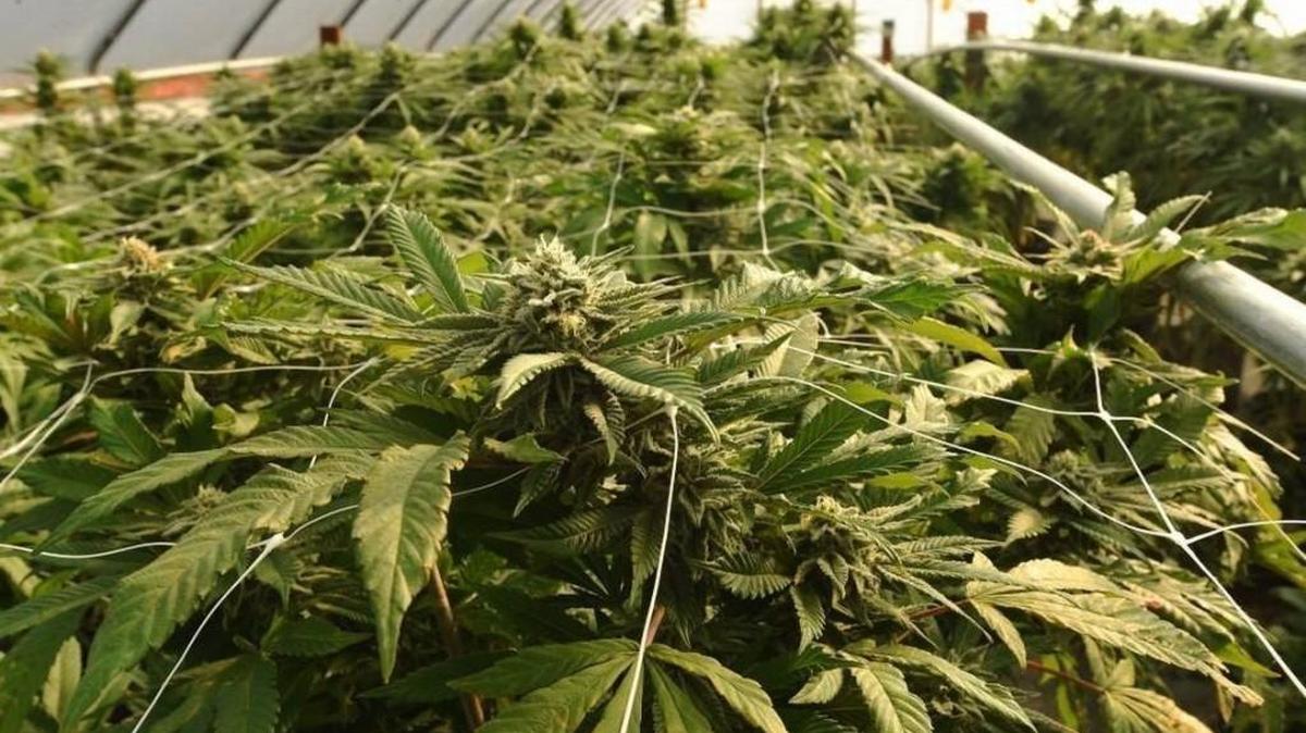 Washington state officials promised Thursday to defend the state’s marijuana laws after U.S. Attorney General Jeff Sessions rescinded policies put into place by the Obama administration that allowed legal pot to flourish in the Evergreen State and elsewhere.