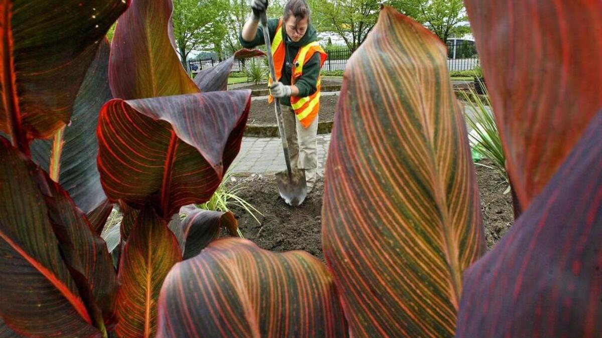 Exotic leaves of canna plants frame City of Tacoma Public Works gardener Heidi Grantham as she installs them and other summer annuals in Pugnetti Park on Pacific Avenue in downtown Tacoma, Thursday, May 22, 2008. Garden columnist Marianne Binetti recommends canna and other bold plants when designing garden boxes.