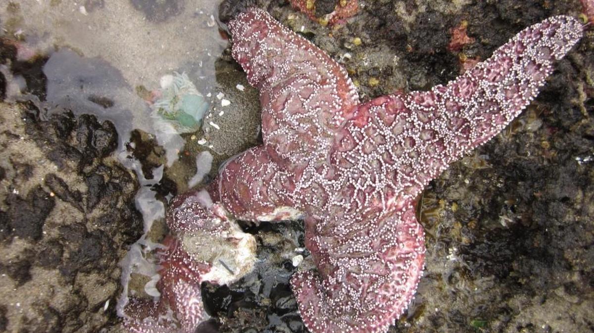 This May 2014 photo shows an ochre sea star with one leg disintegrating from star wasting syndrome on the Oregon Coast. Recent studies show sea stars, also known as starfish, are making a comeback after their populations were decimated by the syndrome.