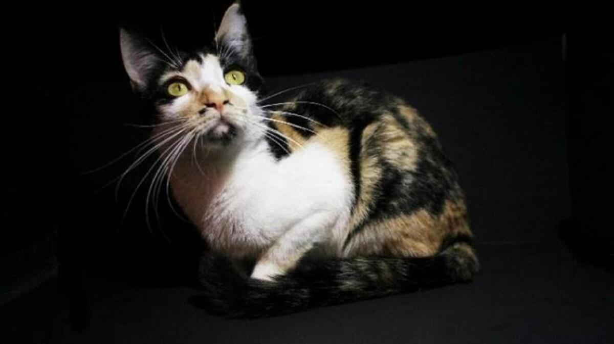Batman the cat escaped from her carrier in the security line at Sea-Tac Airport. She was found in the ceiling March 7.