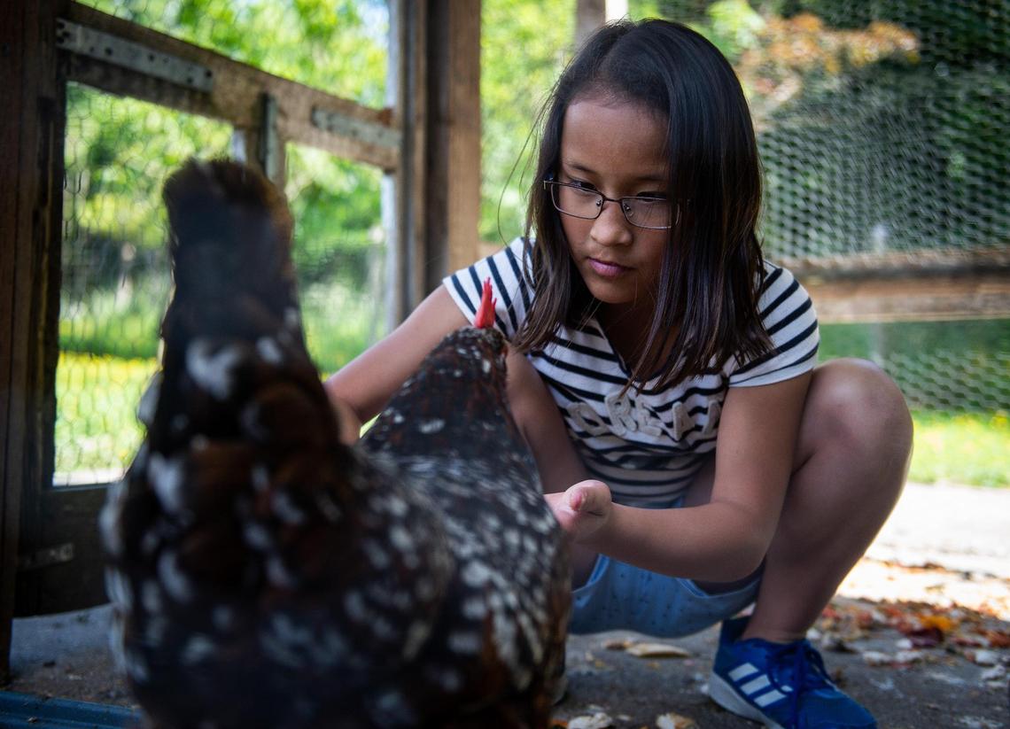 Georgia Garrett, 12, feeds her chicken Ellen inside her coop at her home in University Place, Wash., on Thursday, June 6, 2019. Garrett lost 16 of her 22 chickens after what her family believes was a coyote attack on the flock.