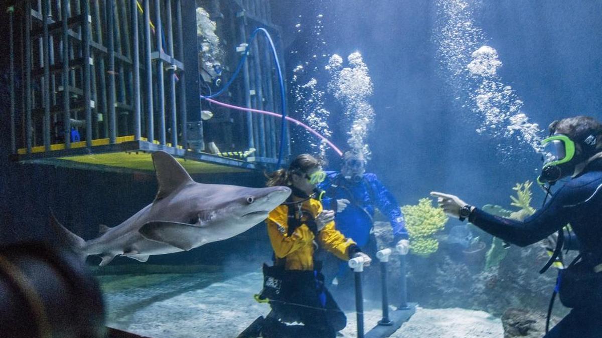 A sandbar shark swims by as divers kneel outside the cage in the shark tank at Point Defiance Zoo & Aquarium in October 2015.