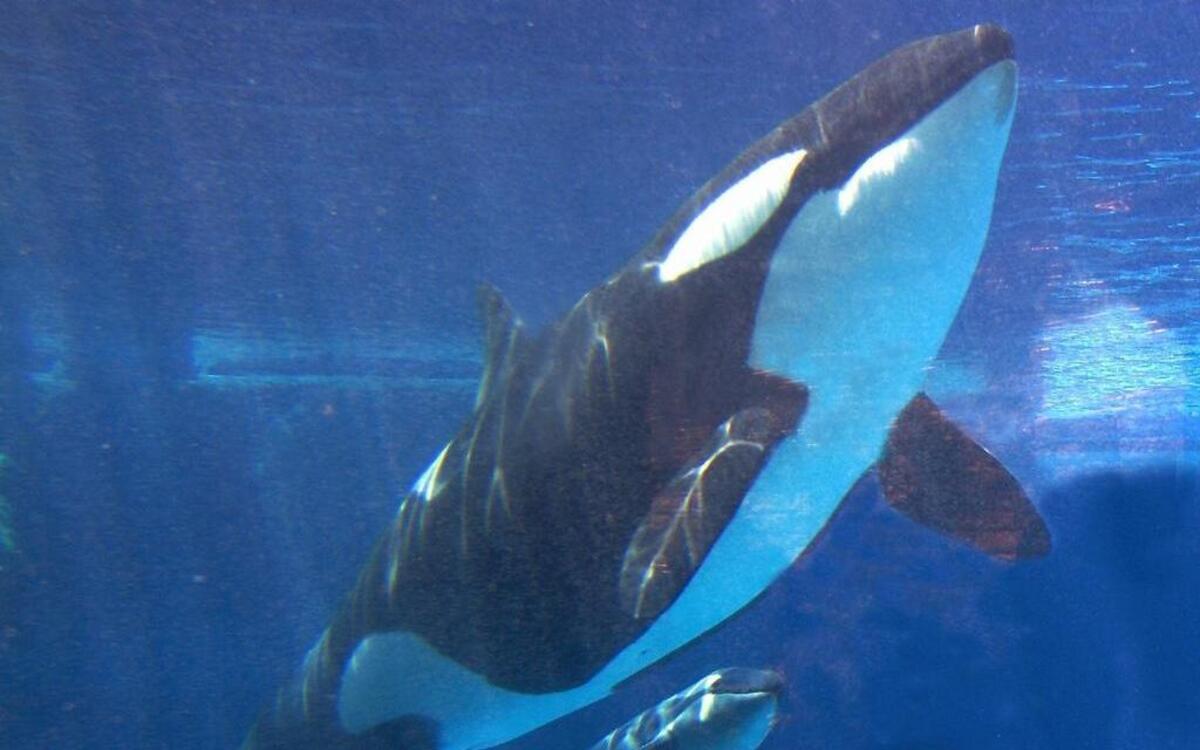 Takara, shown swimming with her new calf at SeaWorld in San Diego in May 2002, were conceived through artificial insemination. SeaWorld Entertainment Inc. says it will no longer breed killer whales.