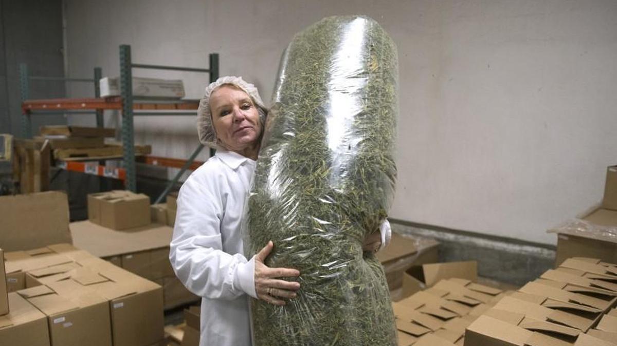 Evergreen Herbal general manager Jackie Brassington shows a bag of cannabis trimmings on Thursday, Jan. 11, 2018. A hacker broke into the state’s marijuana-tracking system earlier this month, state officials said.
