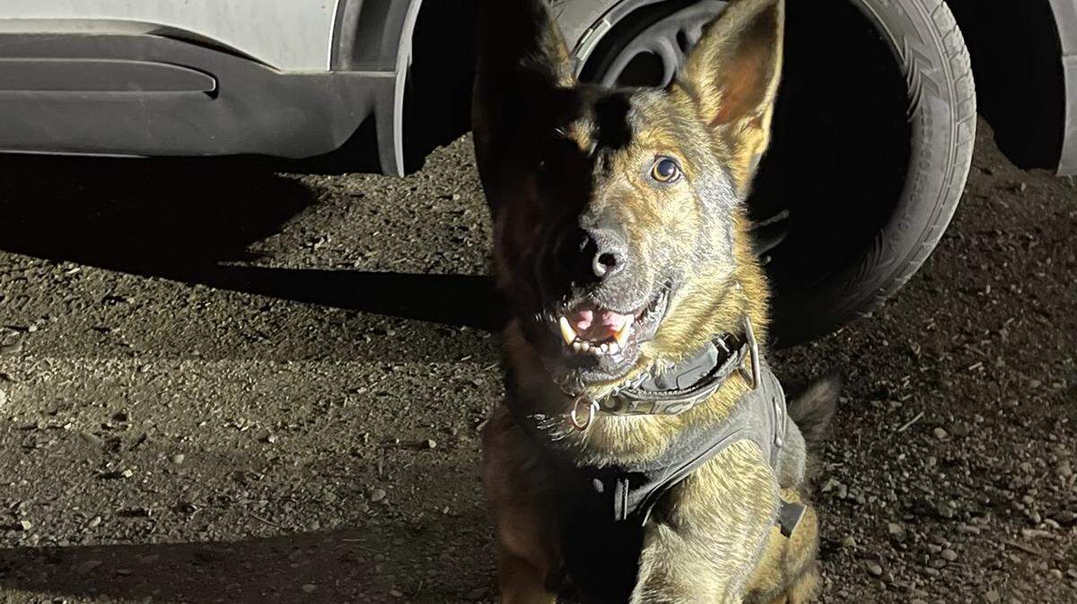 K-9 unit Axel assisted in a search conducted March 10 by the Tacoma Police Department. (Tacoma Police Department)