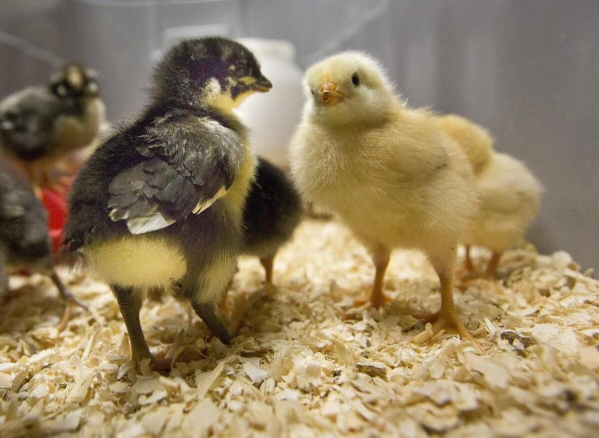 Farm supply stores are having trouble keeping up with the demand for baby chicks, ducks and turkeys, which can be good for eggs or meat.