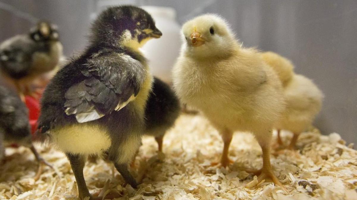 Baby chicks await their turn to be checked on for health issues at Blandford School in Grand Rapids, Mich.