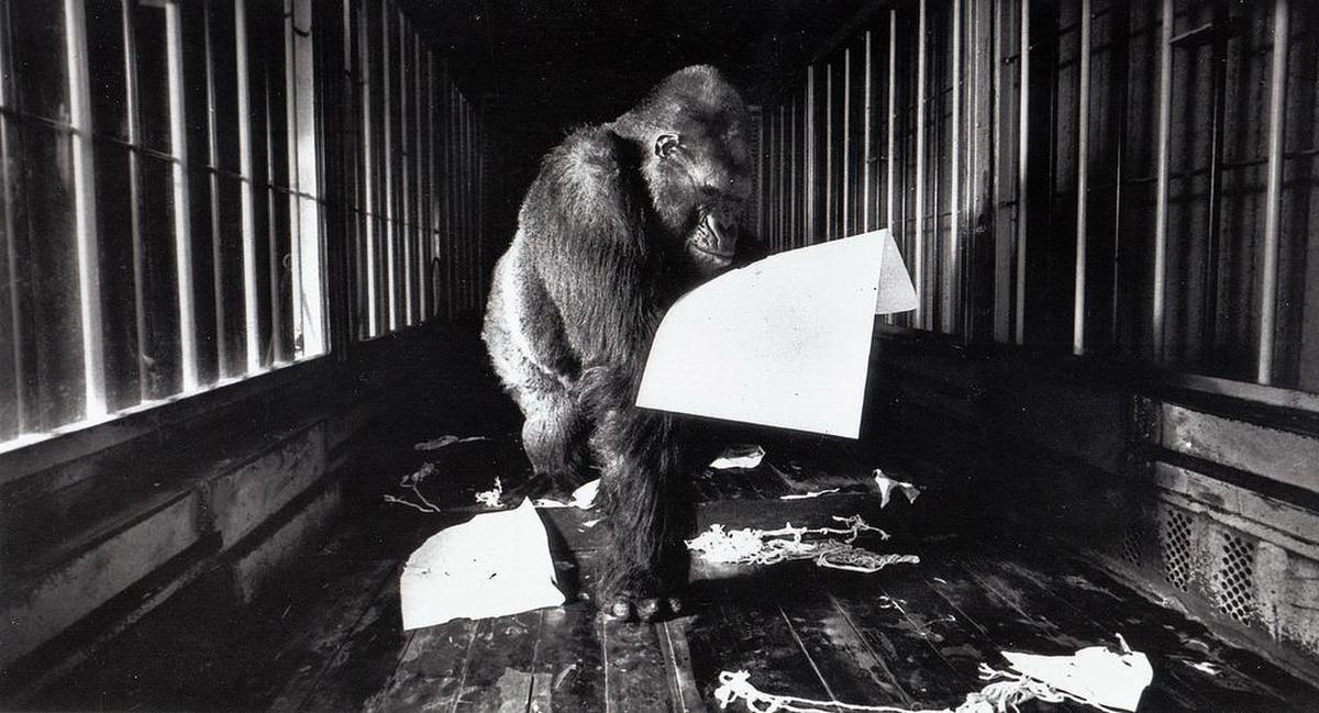 This 1988 file photo shows Ivan the gorilla at the B & I Shopping Center in Tacoma making finger paintings. He spent 30 minutes a day making paintings that sold for $40, with proceeds going to improve his living conditions.