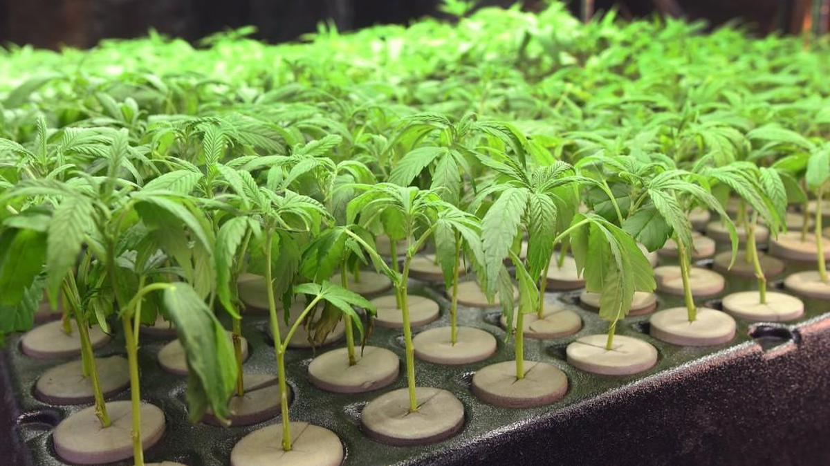 Legislative gains were made this year benefit the state’s cannabis industry, but competing states are keeping pressure on the industry to seek other ways to expand.