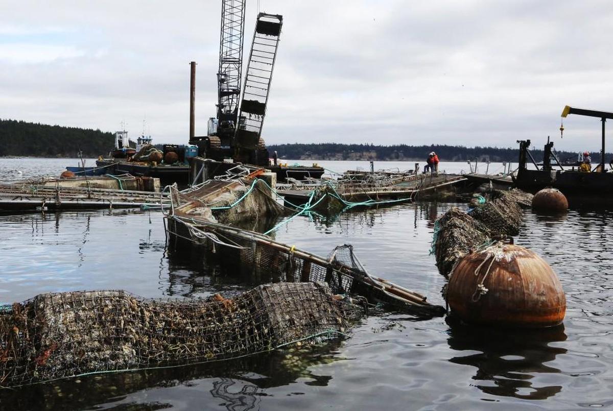Everything is askew in the destruction of pen No. 2 at Cooke Aquaculture’s Atlantic salmon fish farm off Cypress Island in August.