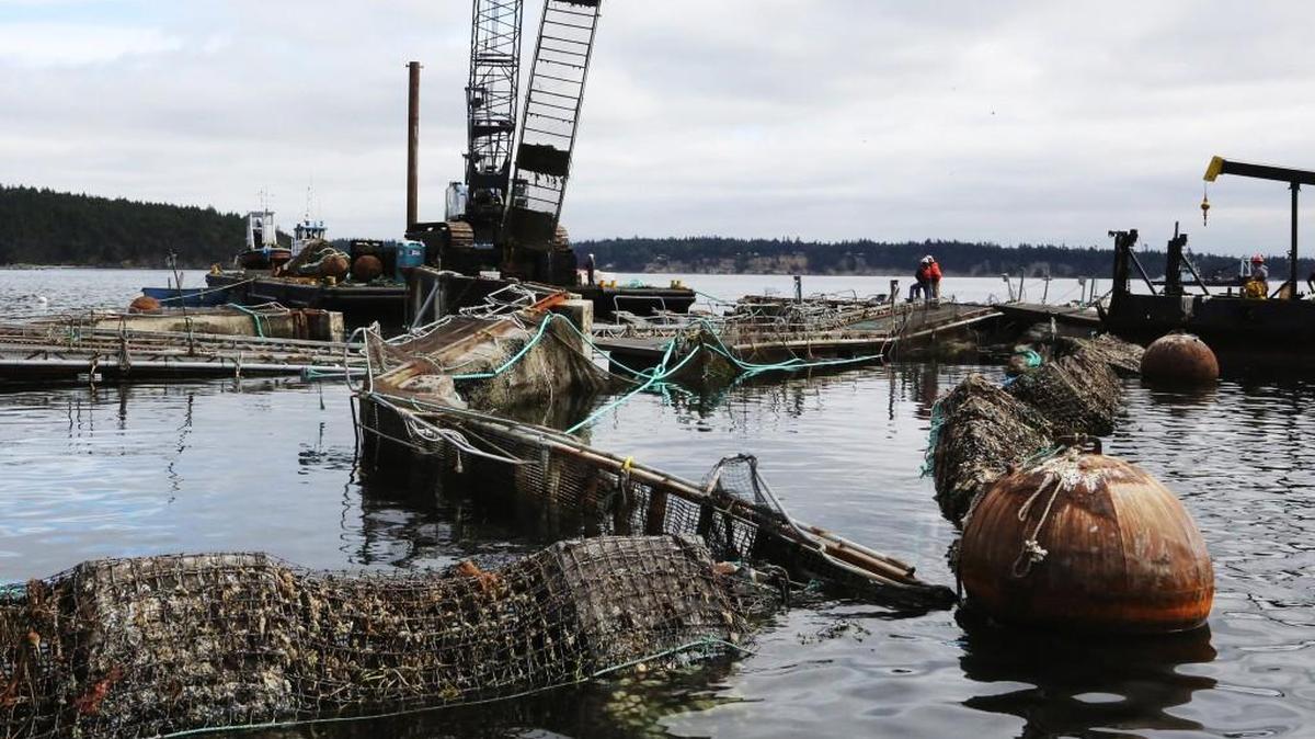 Everything is askew in the destruction of pen No. 2 at Cooke Aquaculture's Atlantic salmon fish farm off Cypress Island in August.
