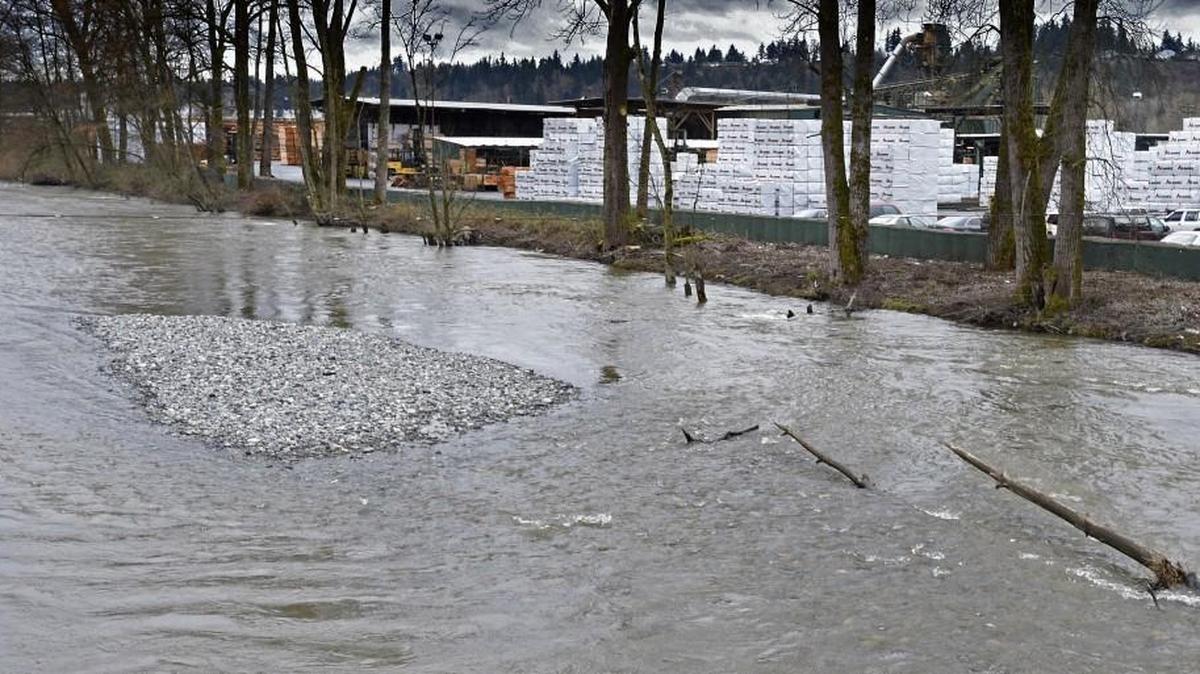 A sediment island juts out in the middle of the White River by Manke Lumber in Sumner. The city installed a green wall of 4-foot industrial-size sandbags called Hescos along the levee south of the Stewart Street bridge — keeping river water from flooding the lumber yard.