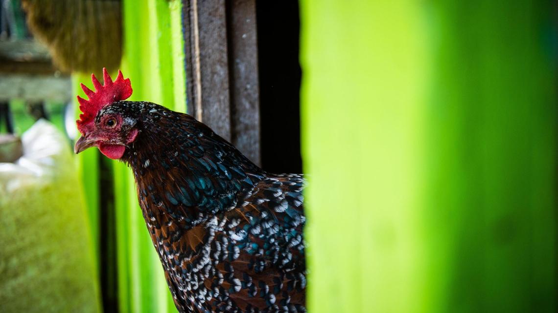 What the cluck? PETA finds name of rural road in Idaho distasteful, asks for change