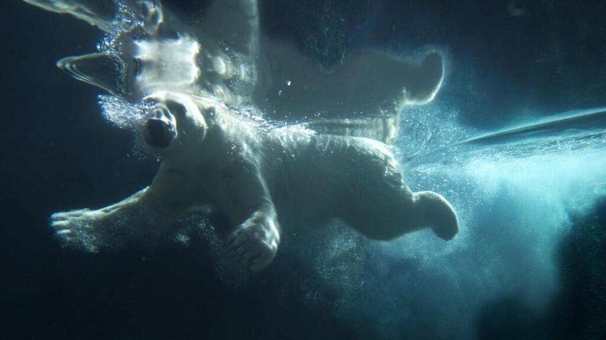 Glacier dives into the zoo pool in 2014.