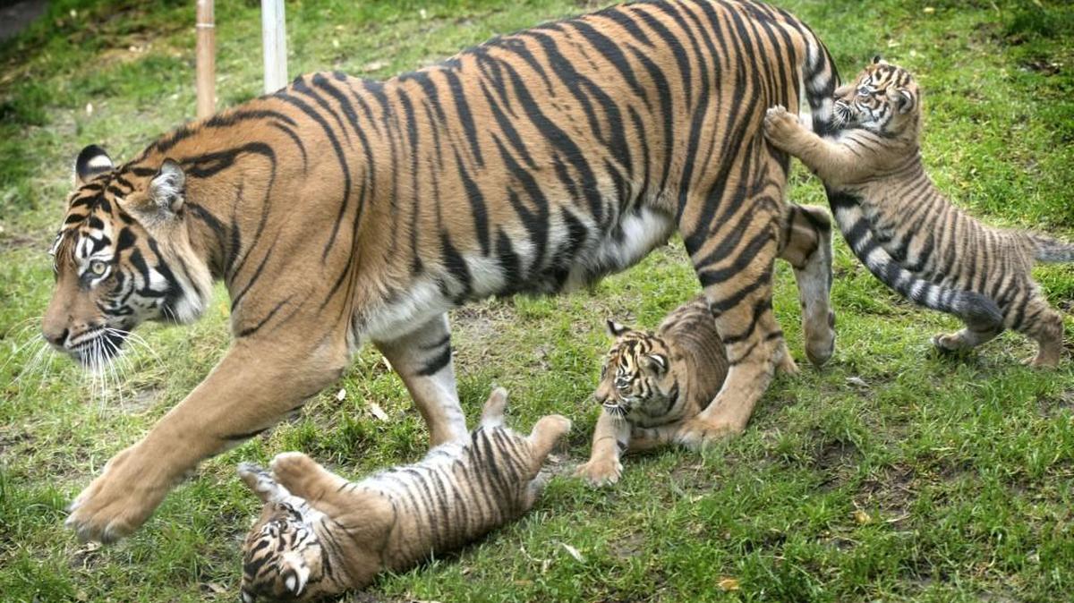Jaya walks out with her cubs Kirana, Dari, and Indah at the Sumatran tiger enclosure at the Point Defiance Zoo & Aquarium on Dec. 4, 2014, the triplets’ first day in the public eye. Jaya is critically ill with a bacterial infection, the Tacoma zoo announced Wednesday.